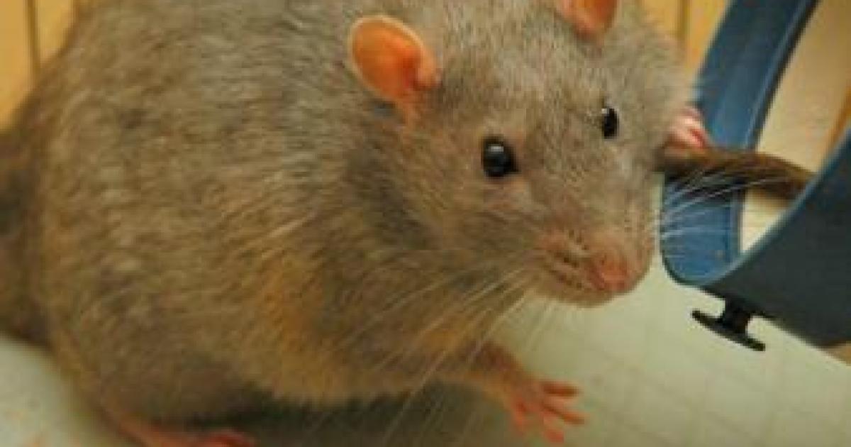 First Rat Off Obama’s Sinking Ship