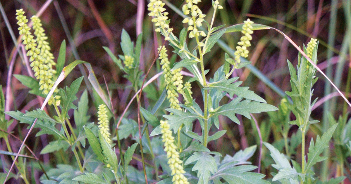 Alarmists: Climate Change Could Spread Ragweed! (And Good Plants, Too)