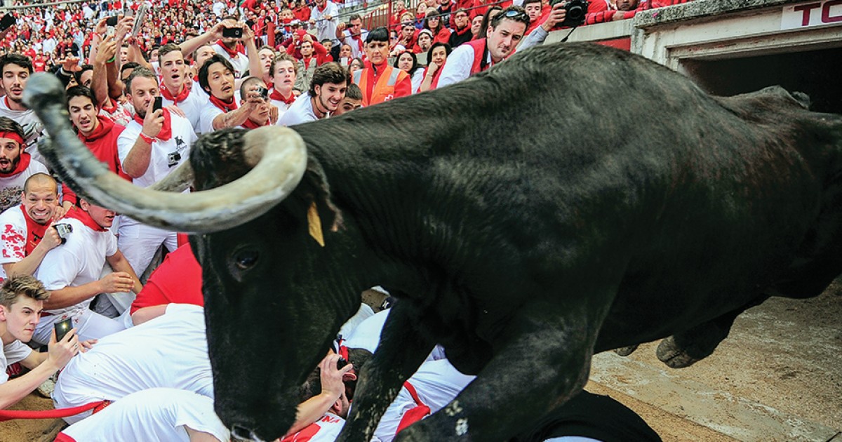 Chicken Among Bulls