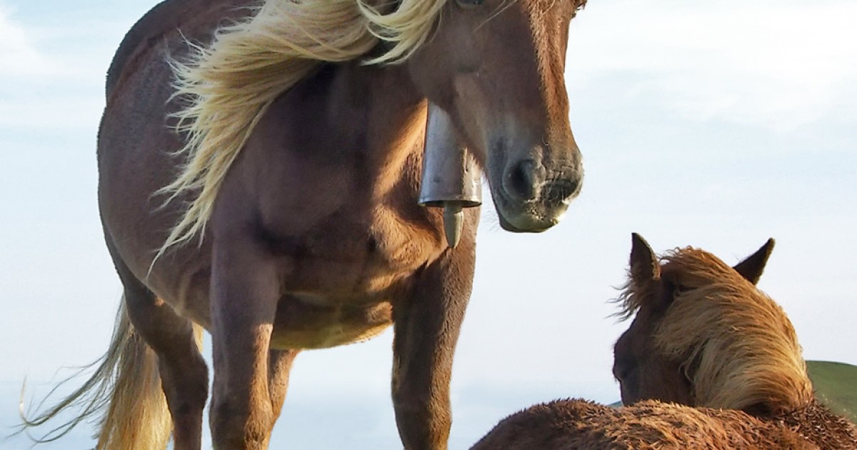 Horsefeathers