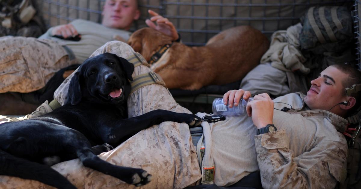Bomb Dogs: Honoring the Courage of Four-Legged Warriors
