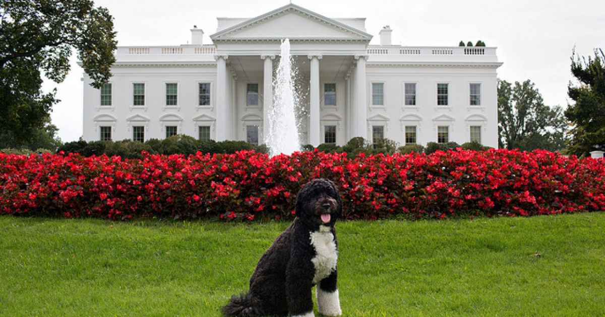 They Rate Dogs, Don't They?