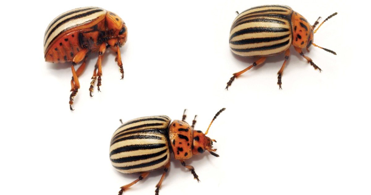 Please Don't Bug Me