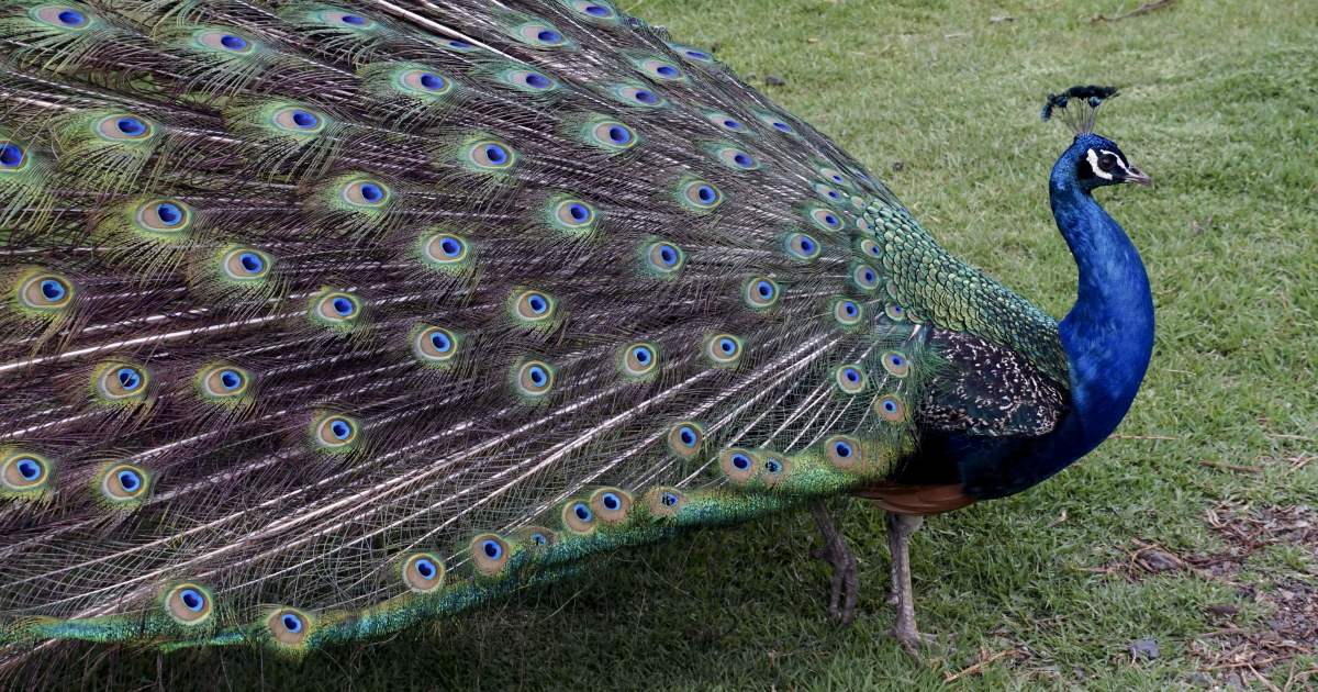 Leave Your Emotional-Support Peacock at Home, Please