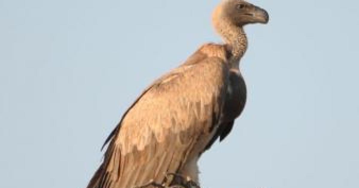 Hayes Podcast: Will Entitlement Reform Be GOP's 2016 'Vulture Capital' Moment?