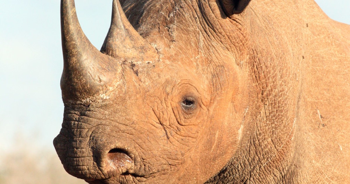 Friends of the Rhino