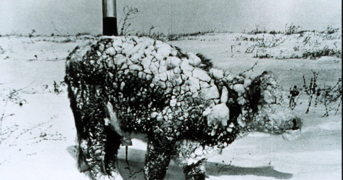 Afternoon Links: Arctic Cows, More Moore, and 'Grandma Torino'