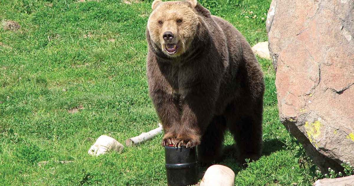 Outsmarting the Average Bear