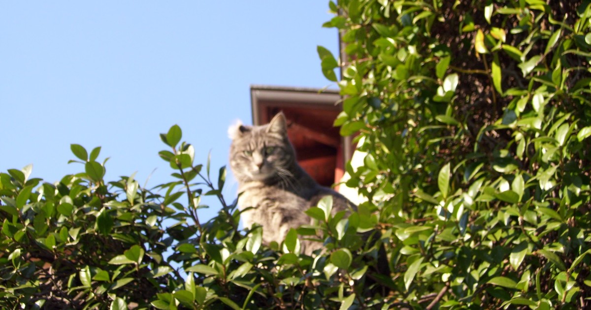 Afternoon Links: Walmart Gets Small, Herding D.C.'s Cats, and a Fishy Cuomo Donor