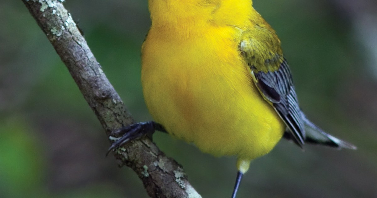 A Little Bird Told Them