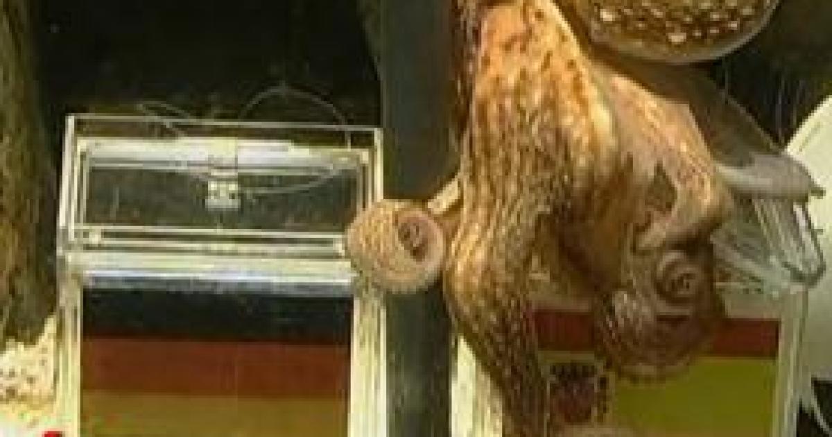 Imprisoned Octopus