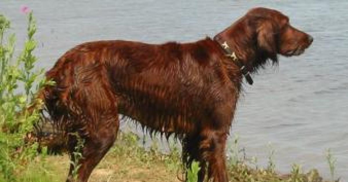 Why Your Dog Hates Obamacare, Wants Repeal