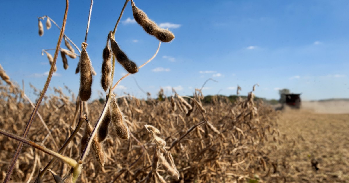 Can Trump's Ag Bailout Save Farmers from His Tariffs?