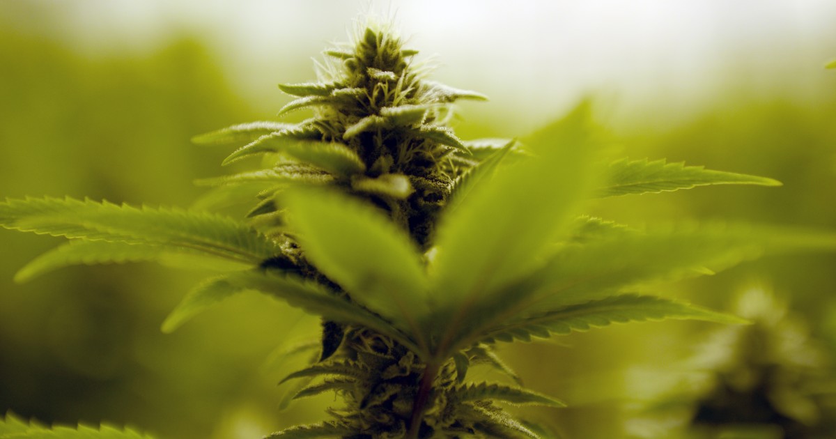 If Democrats Take House, Will Pot Prohibitions Go Up in Smoke?