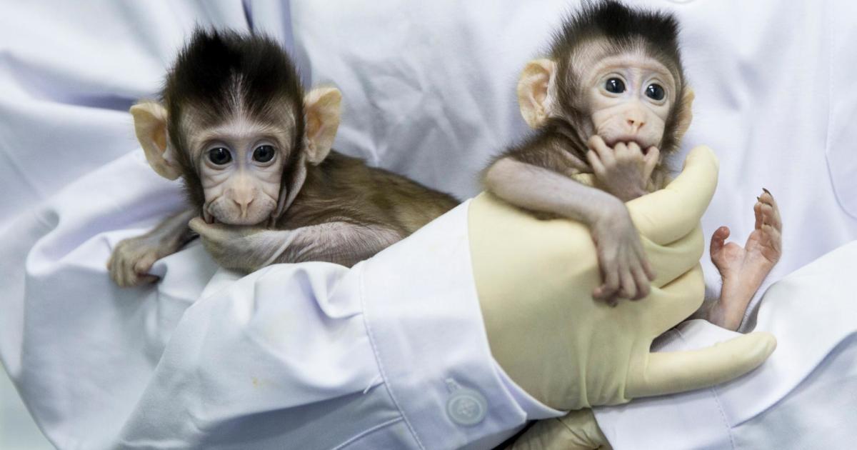 What Do Cloned Monkeys Mean for Medical Research—and Human Cloning?