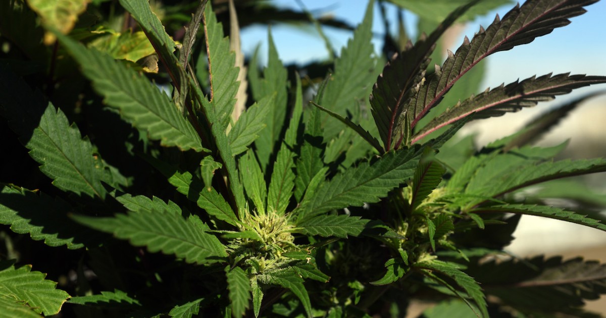 Donald Trump in 2016: 'Let the States Work it Out' on Marijuana Policy