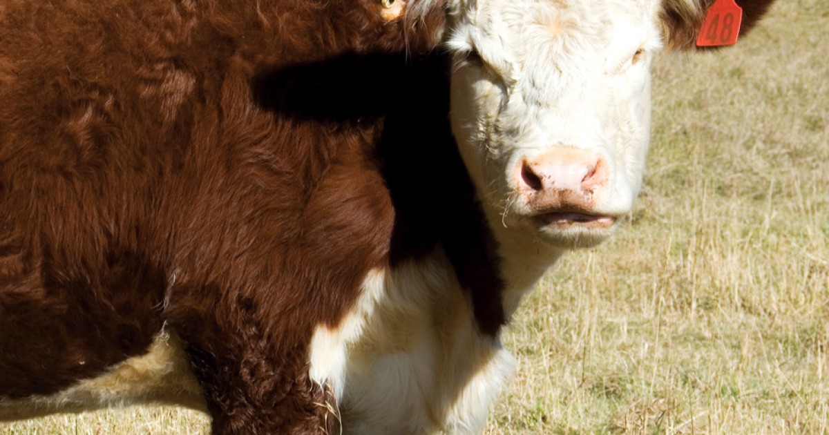 Don’t Be Stampeded Away from Meat