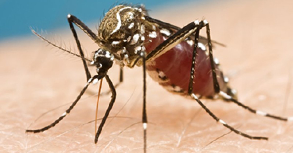 Federal Money Trickles Toward Zika As Doctors Issue New Warnings