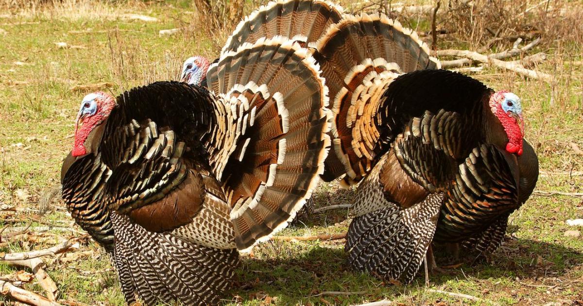 Turkey in the Straw
