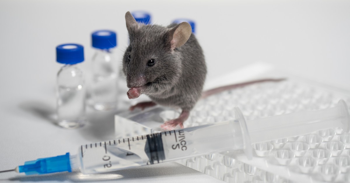 Why Is the Government Still Doing Animal Testing for Cosmetics?