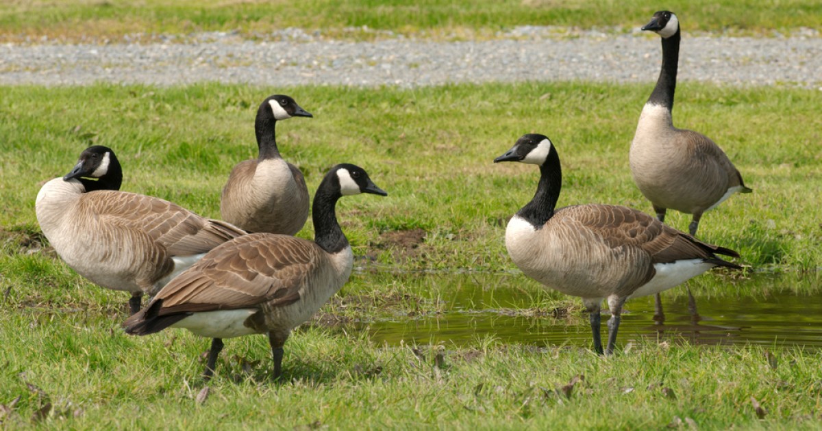 Washington Creates a Dirty Bird Bonanza