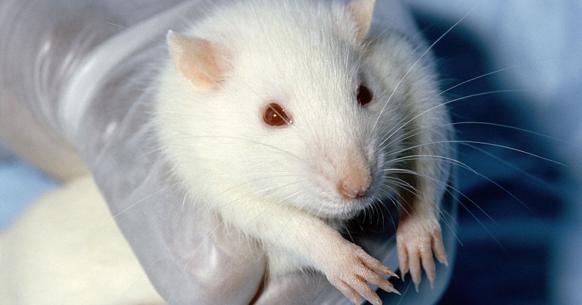 Taxpayers Are Funding Animal Tests for Homemade Abortions