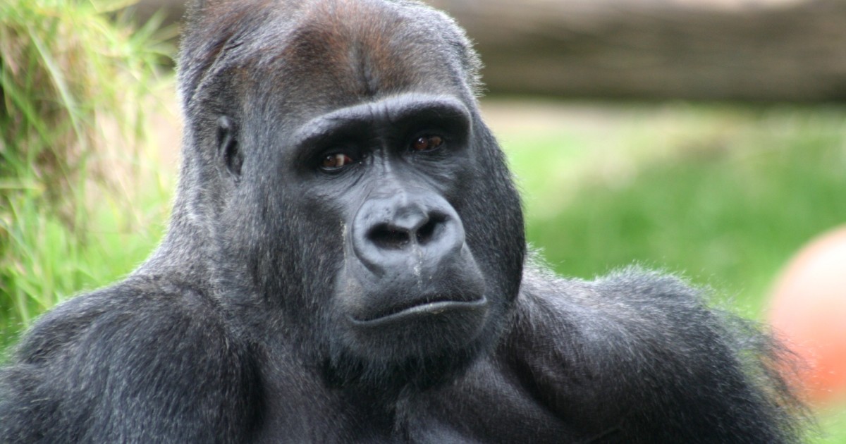Death at the Zoo