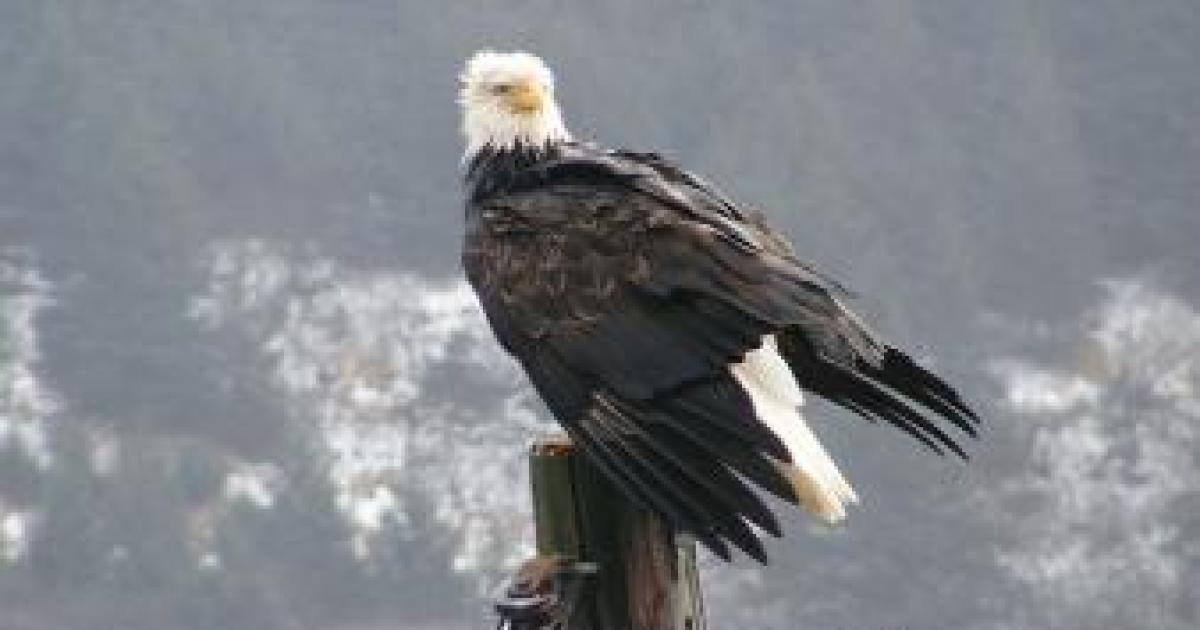 Save the Bald Eagle, $55 Billion