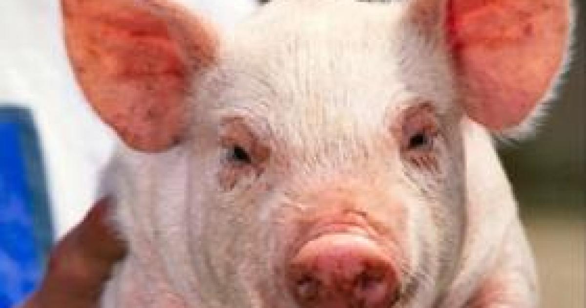 D.C. Insiders Live It Up at Taxpayer-Funded Pork Party House