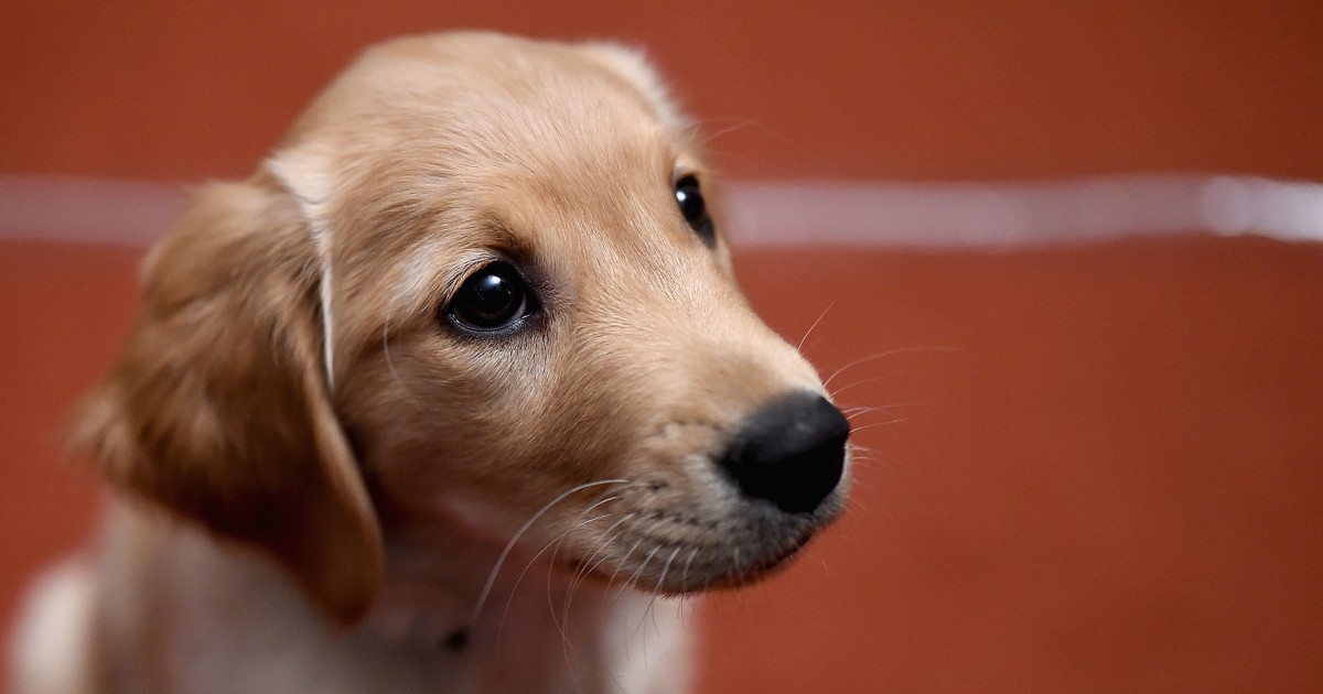 Trump Saves Helpless Puppies