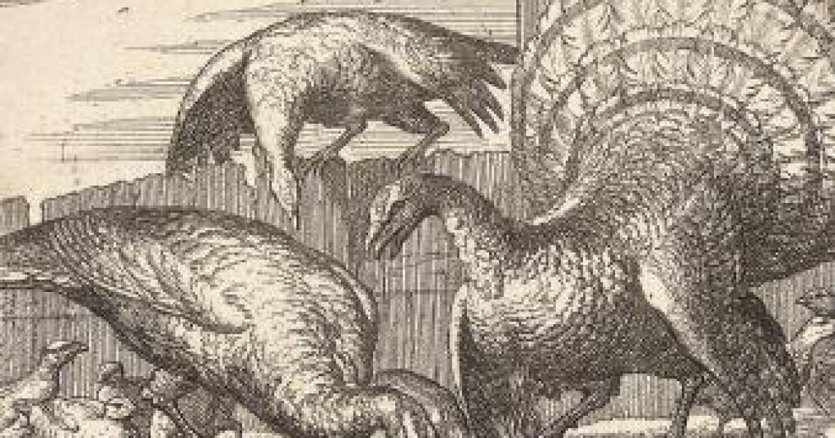 The Strange Birds of Cape Cod