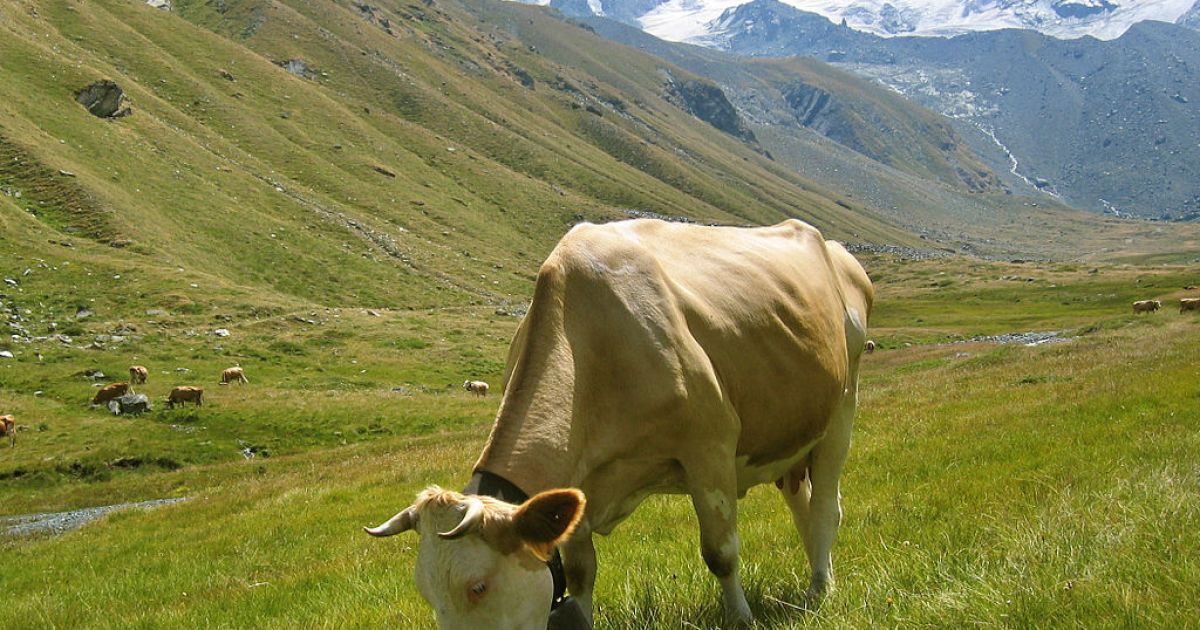 Prufrock: Vegan Denied Swiss Citizenship, France's Catholic Moment, and the Dying Language of Whistles