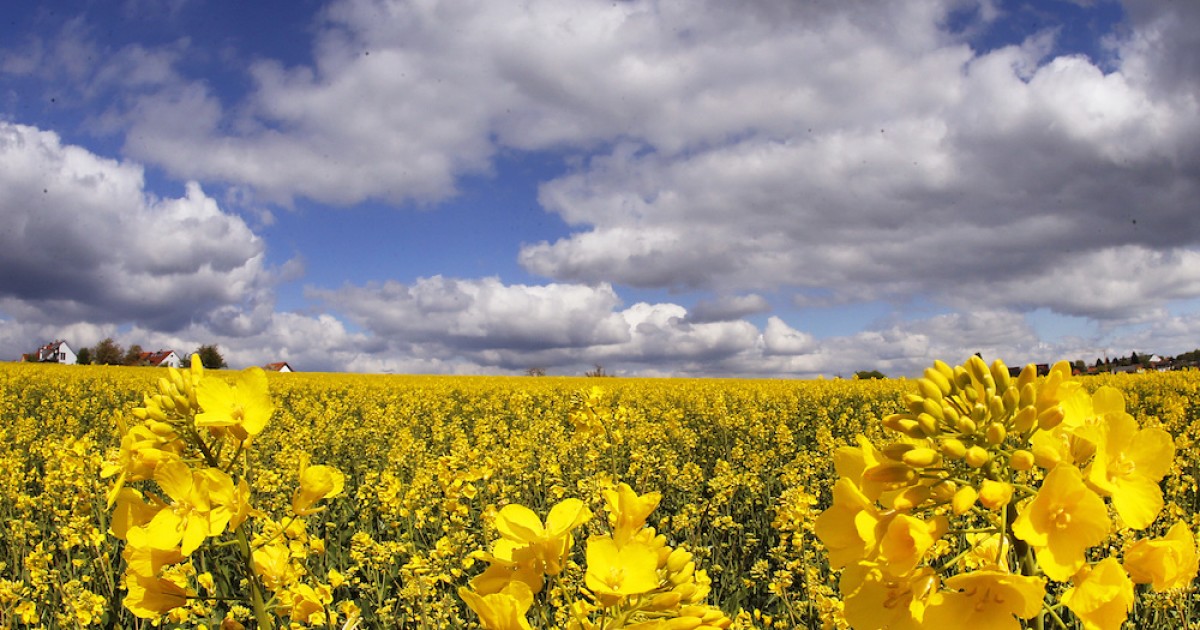 This Earth Day, Environmentalists Should Be Celebrating. But They Are Not.