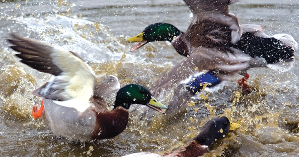 Minds Like Ducks