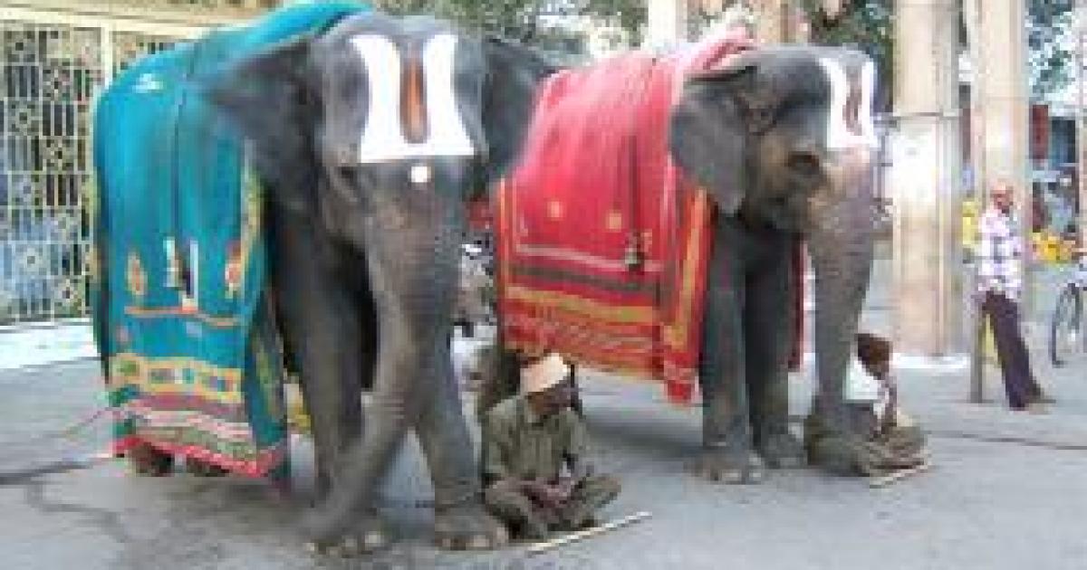 The Elephant in Latin America