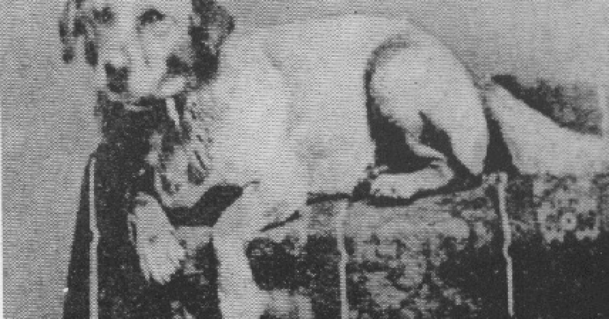Lincoln's Doctor's Dog