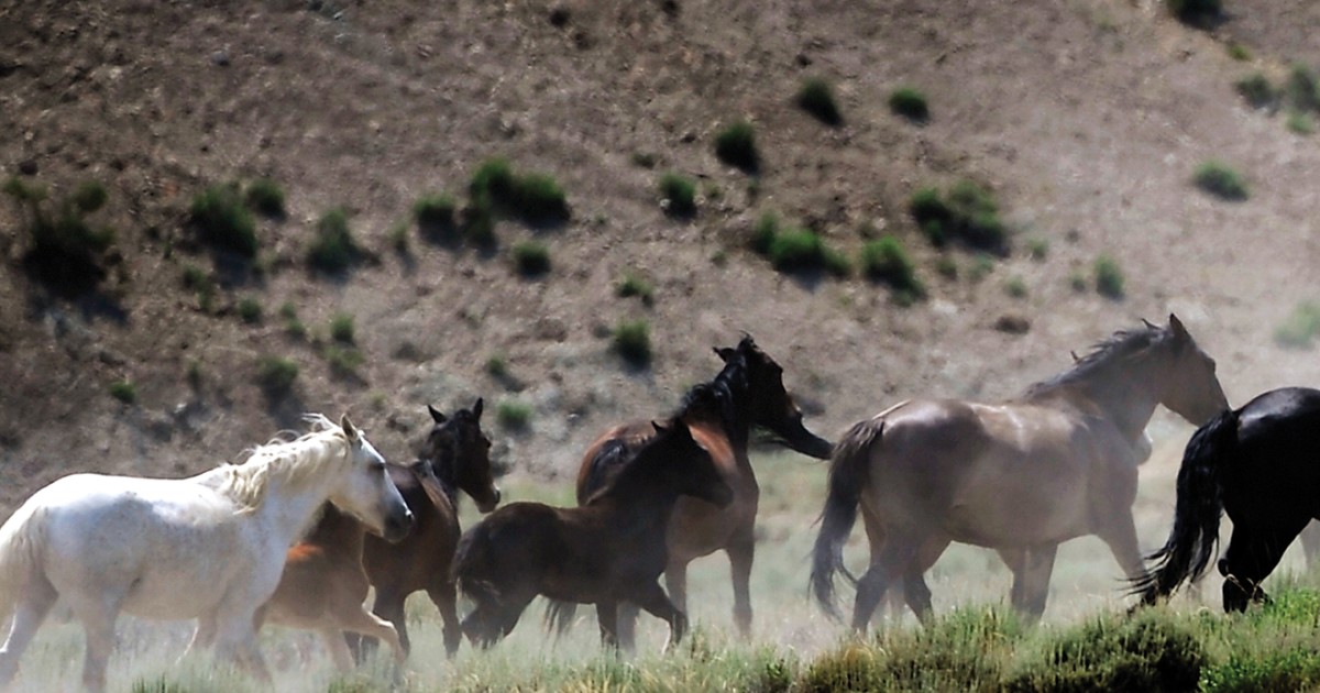 Unbridled Affection