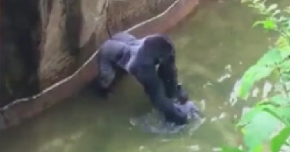 Our Animal Planet Media