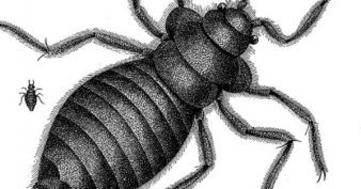 EPA Commits $100K to 'Addressing Bed Bugs in Rural Alaska'