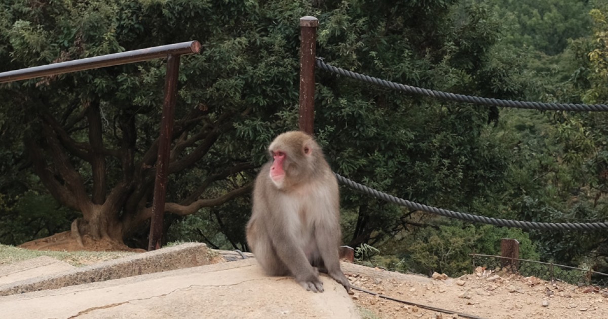 Monkeys Seen