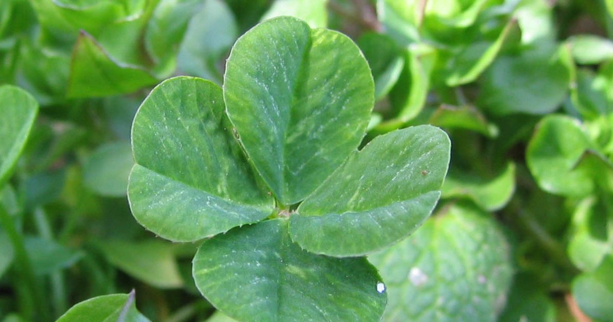 Tax Policy, Not Luck of the Irish, Is Responsible For Ireland's Economic Success