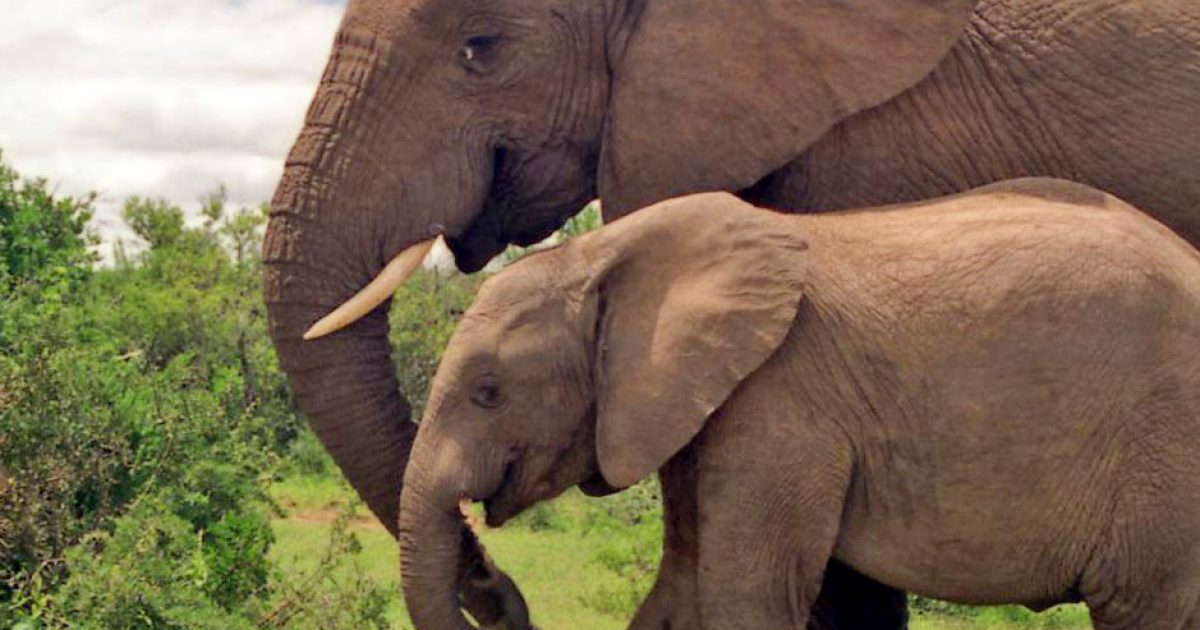 The Greatness of Elephants