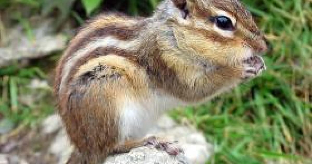 Chipmunks and Squirrels