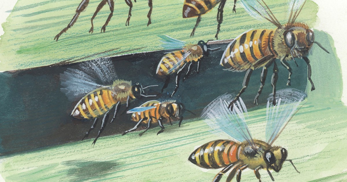 The Bee's Needs