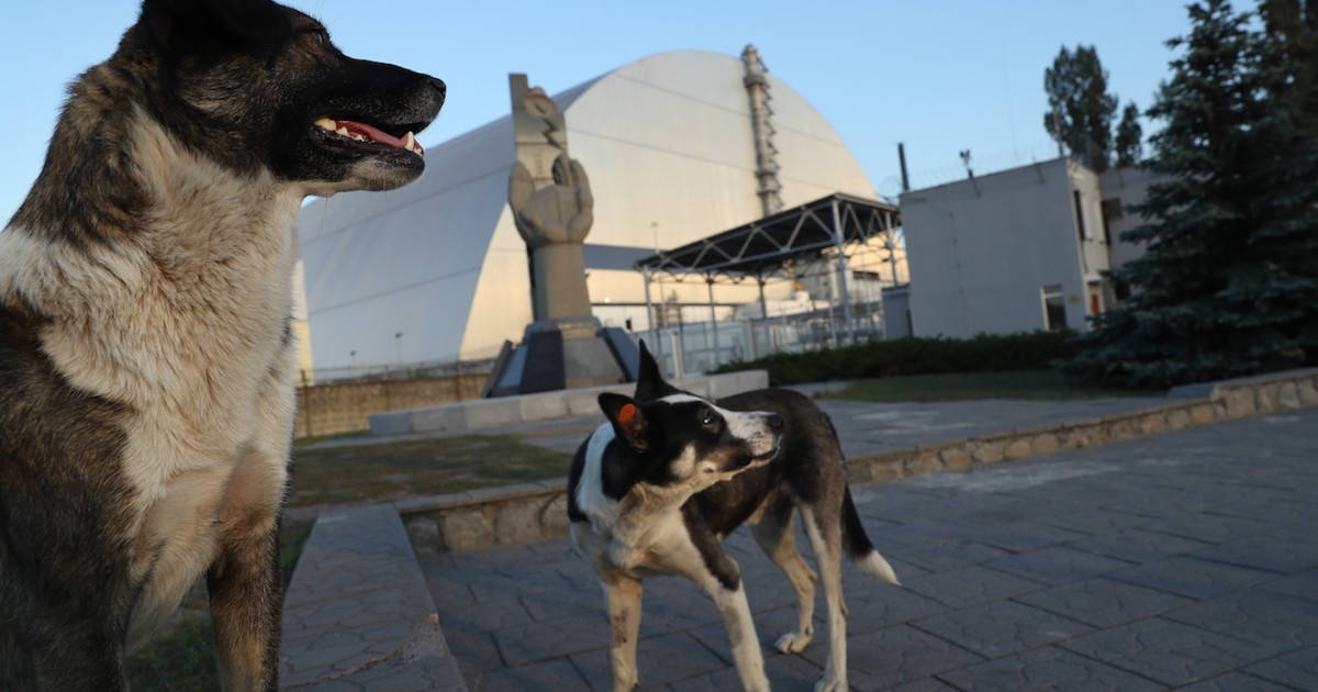 Afternoon Links: The Dogs of Chernobyl, 27 Year-Old 'Retirees', and the End of the Lifetime Guarantee