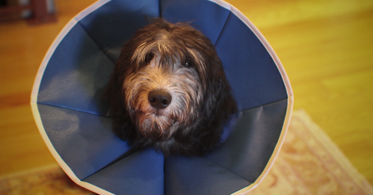 Prufrock: The Myth of Dog Shame, the Oxfam Scandal, and How to Talk Like Trump