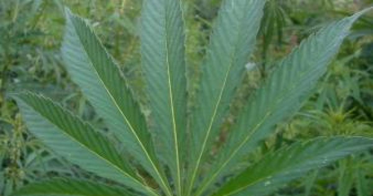 Pot Legalization vs. Science