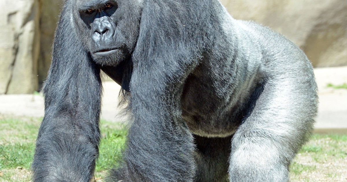 Yes, Title IX Killed Harambe