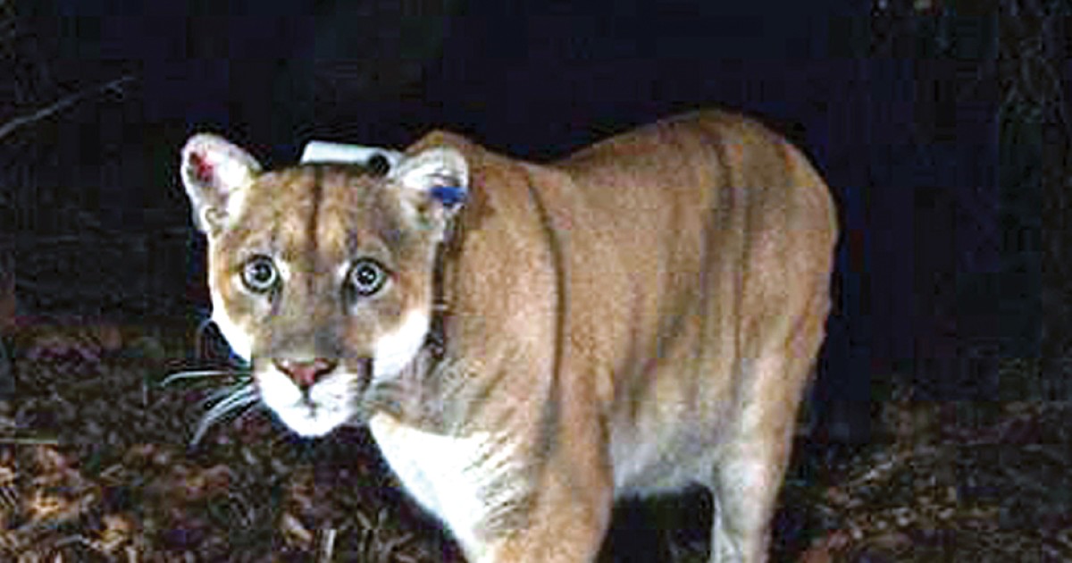Big Cat Chow