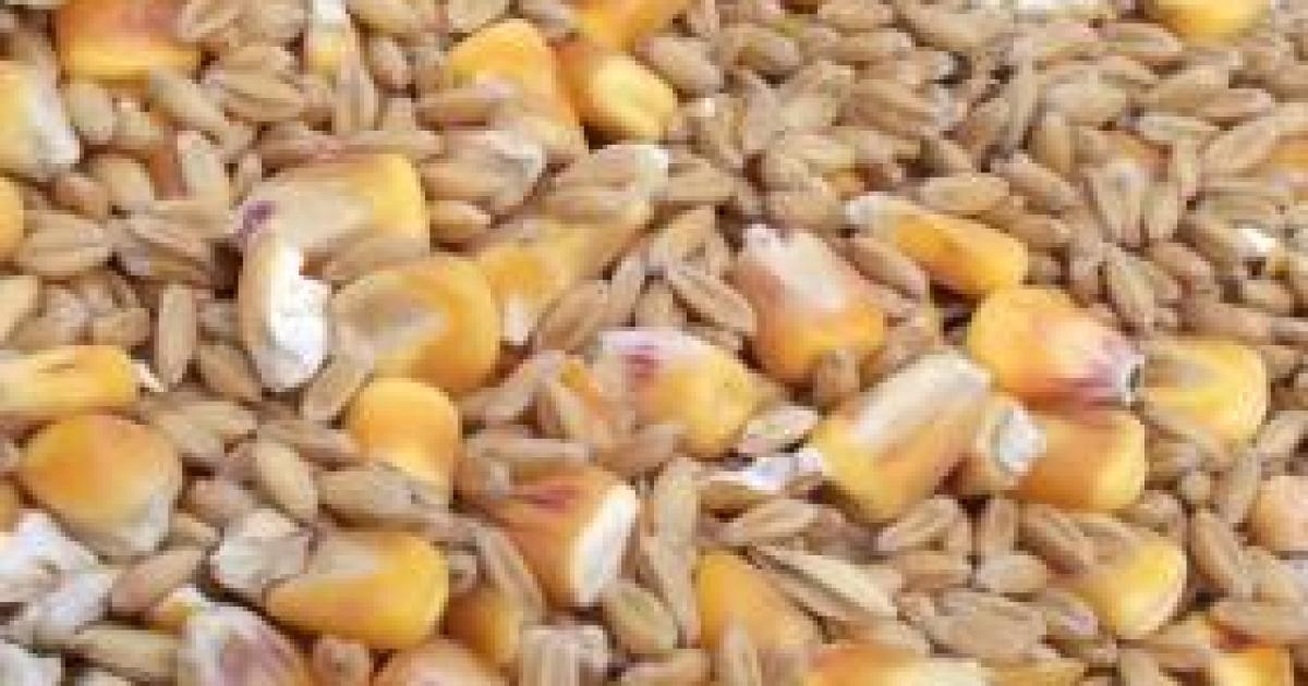 The Holy Grain